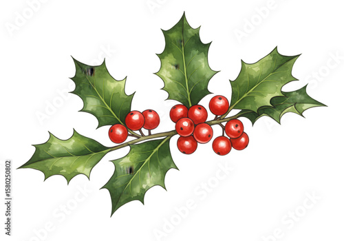 Illustration of Holly with Red Berries for Christmas and Winter Decoration