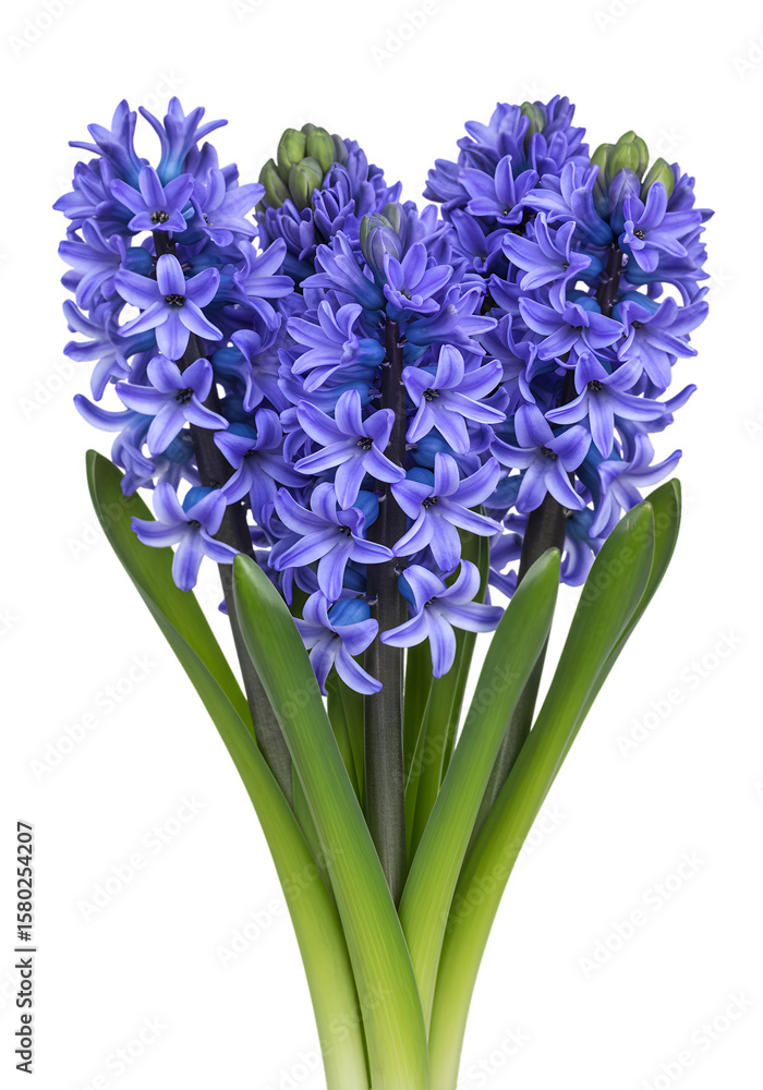 Fototapeta premium Illustration of Isolated Blue Hyacinth Flower with Transparent Background