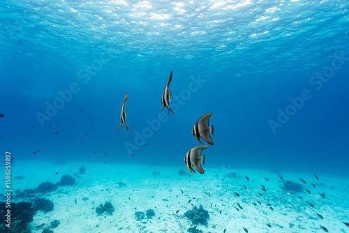 Batfish in the clear blue sea.