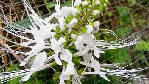 The Benefits of Cat's Whiskers (Orthosiphon stamineus) for Kidney Stones