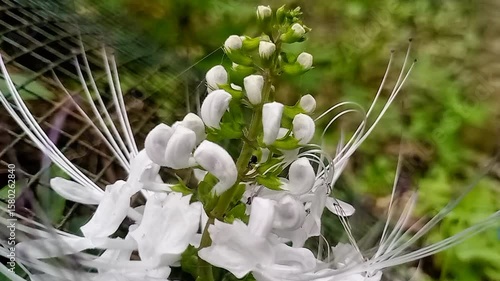 The Benefits of Cat's Whiskers (Orthosiphon stamineus) for Kidney Stones