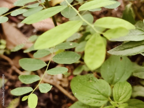 Wallpaper Mural Detailed view of lush green leaves showcasing intricate textures and vibrant foliage in daylight. Torontodigital.ca
