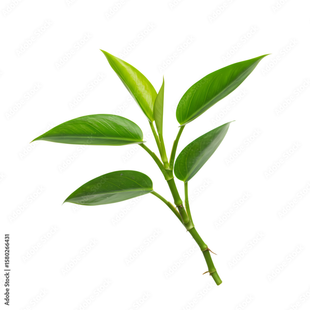 Fototapeta premium Vibrant Green Tea Leaves: Perfect for Your Design Projects