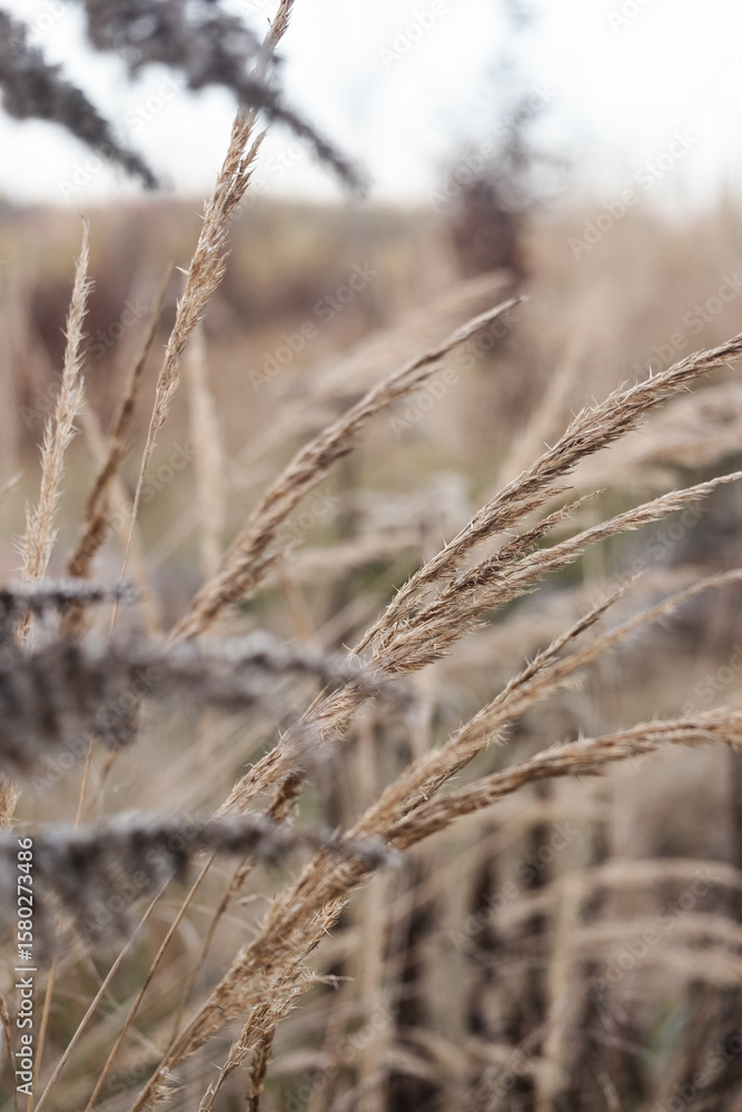 Obraz premium Gräser