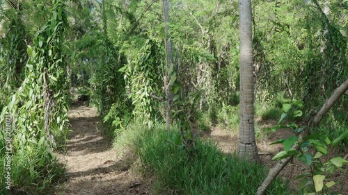 Vanilla plantation in Seychelles, Africa, with rows of natural vanilla plants growing under tall trees on a tropical farm field used for perfume production
