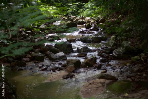 stream in the forest