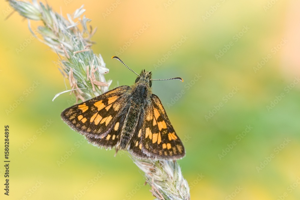 Fototapeta premium A chequered skipper sits on a grass blade. Portrait of a arctic skipper. Carterocephalus palaemon