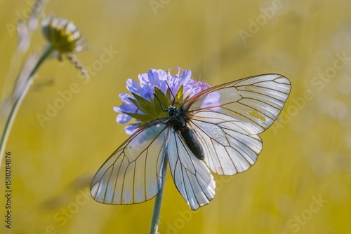 Wall Mural A Butterfly black-veined white sits on a violet flower