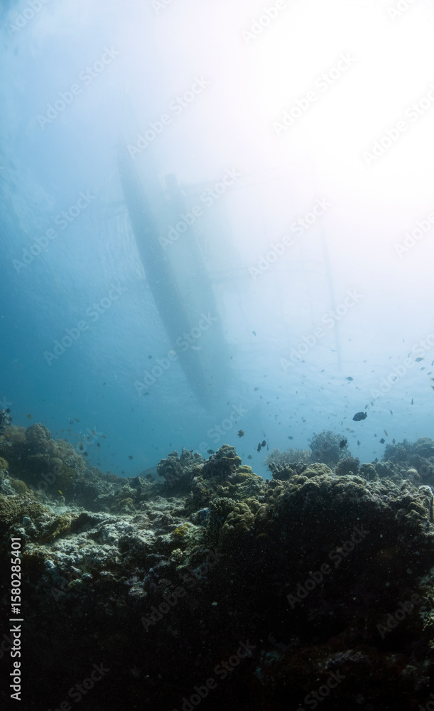 Fototapeta premium scuba diving in Moalboal Ocean