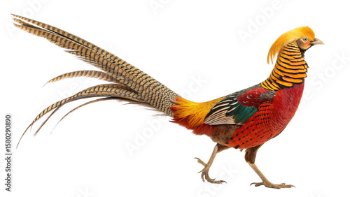 Golden pheasant bird species exotic wildlife colorful bird isolated animal nature birdwatching fowl avian