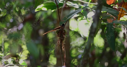 The delicate nest, woven with natural fibers, provides a safe haven for the Asian Paradise Flycatcher in Sabah, Malaysia
