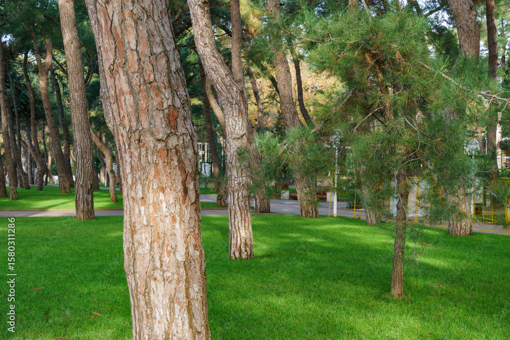 Obraz premium Beautiful embankment of Gelendzhik resort. Walking path along the Black Sea with lush pines. Pitsunda pine (Pinus brutia pityusa) were planted in Gelendzhik more than 100 years ago