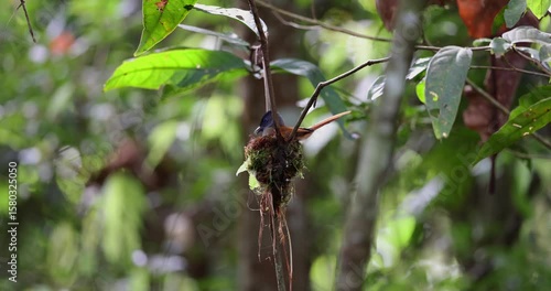 The delicate nest, woven with natural fibers, provides a safe haven for the Asian Paradise Flycatcher in Sabah, Malaysia
