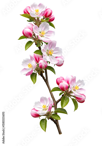 Isolated Spring Apple Blossom Branch Flower Transparent Background Illustration
