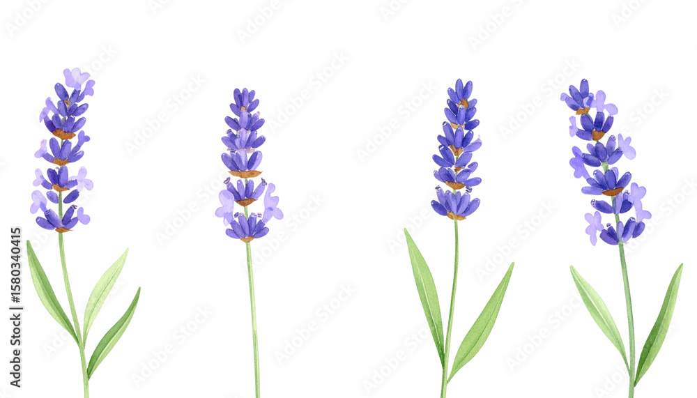 Fototapeta premium Bright purple lavender field isolated on white background.