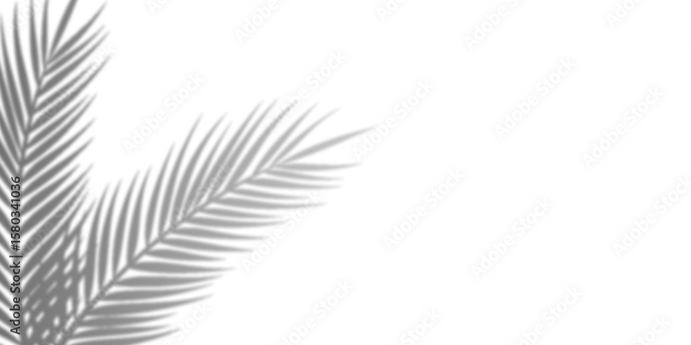Fototapeta premium Abstract Gray Feathers on Black Background, Artistic Design