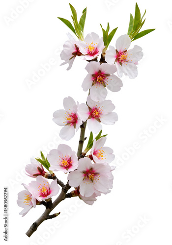 Isolated Blossoming Almond Branch with Pink Petals on Transparent