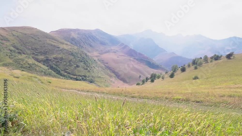 Herbs swaying in the wind in a high mountain landscape