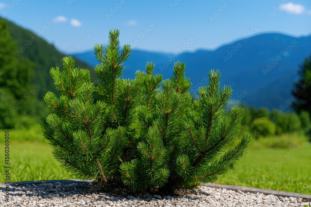 Obraz premium Small mountain pine and its varieties