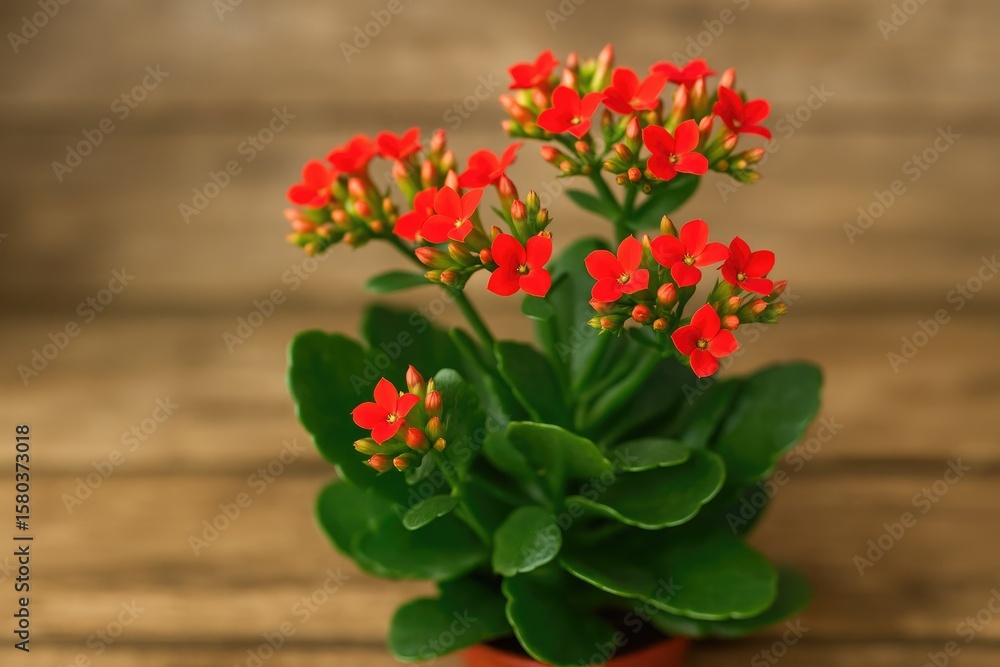 Obraz premium Close-up of Kalanchoe blossoms with a focus on individual flowers