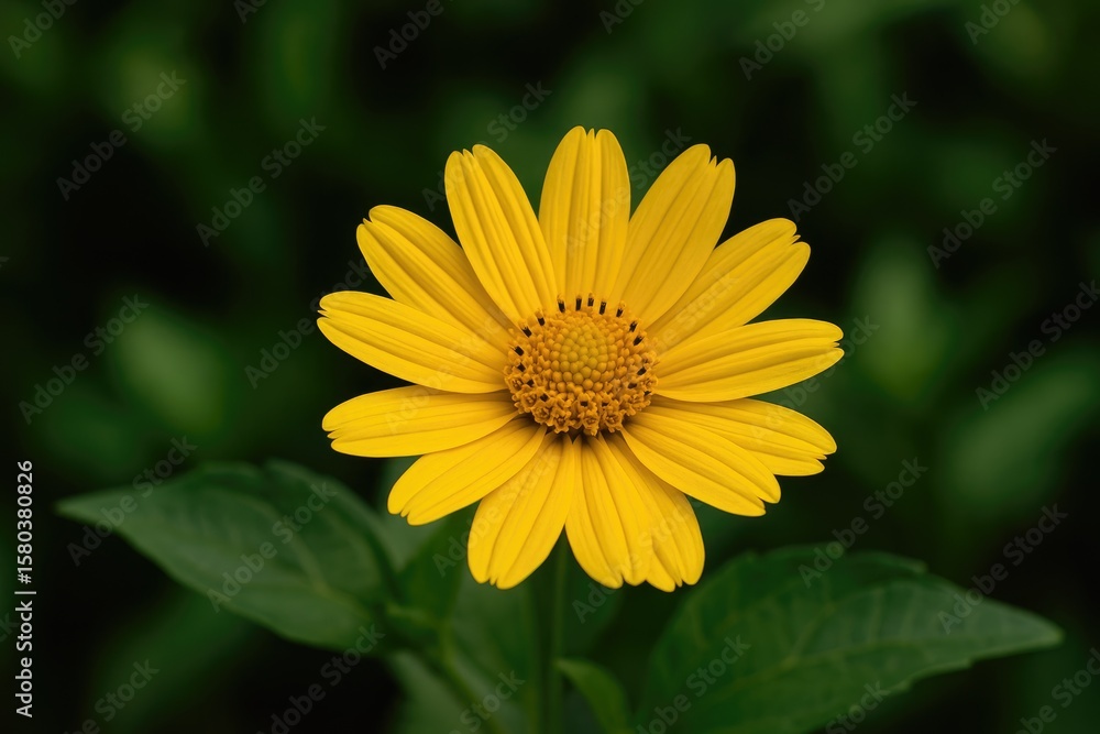 Obraz premium Image of a vibrant yellow blossom
