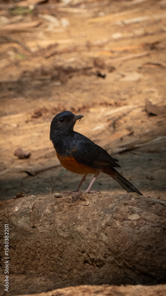 Fototapeta premium Bird
