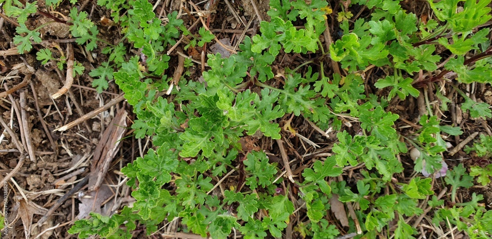 Obraz premium Leaves and young stem of Chrysanthemum indicum