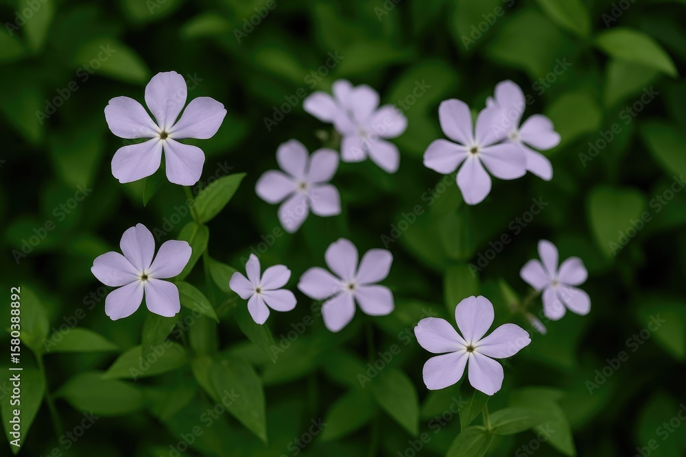 Lavender blossoms against a lush green foliage backdrop Lavender blossoms against a lush green foliage backdrop