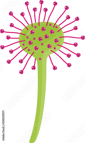 Carnivorous Sundew Drosera spp
