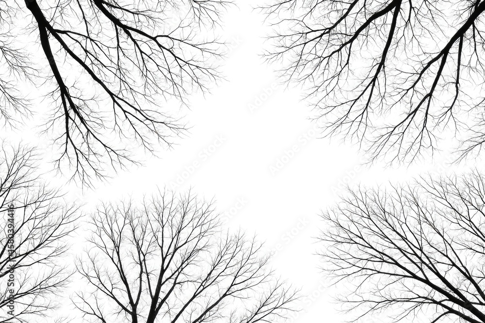 Silhouette of autumn tree branches against a white backdrop, featuring leafless forest twigs ideal for overlay effects Silhouette of autumn tree branches against a white backdrop, featuring leafless forest twigs ideal for overlay effects