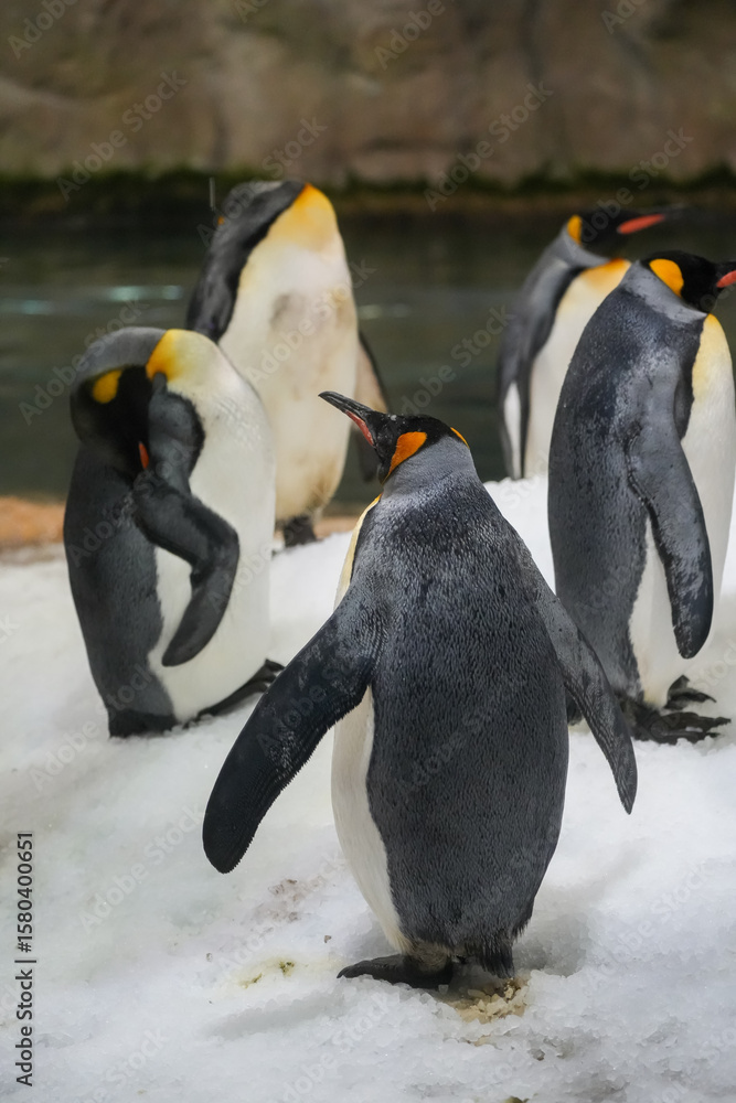 Obraz premium A group of emperor penguins at the water. Aptenodytes forsteri. 