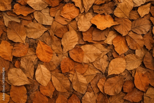 Tectona grandis leaf litter as a major contributor to wildfires