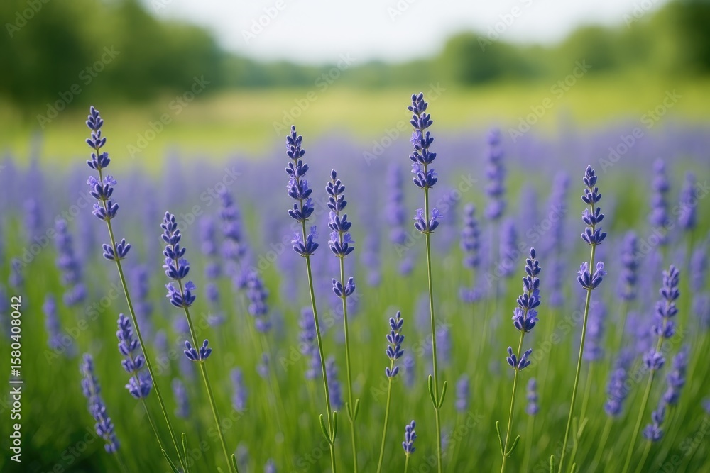 Obraz premium Vibrant summer scenery featuring a field of purple lavender blooms for a banner background