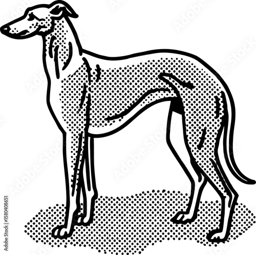 Elegant greyhound dog illustration in vintage stipple engraving detailed standing sighthound, isolated on white