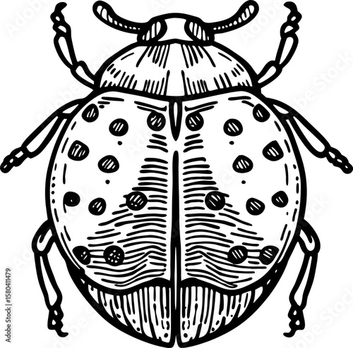Detailed black and white ladybug illustration insect with spots, vintage hand drawn beetle, nature entomology drawing