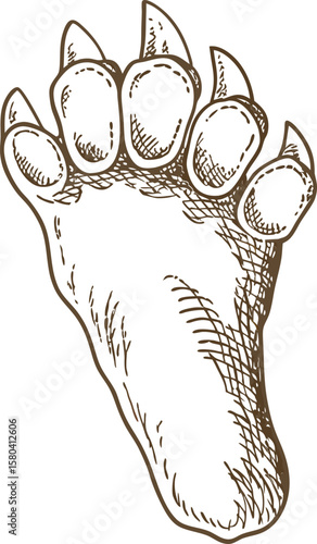 Bear paw illustration animal footprint with claws, wild fauna track in vintage ink hand drawn sketch