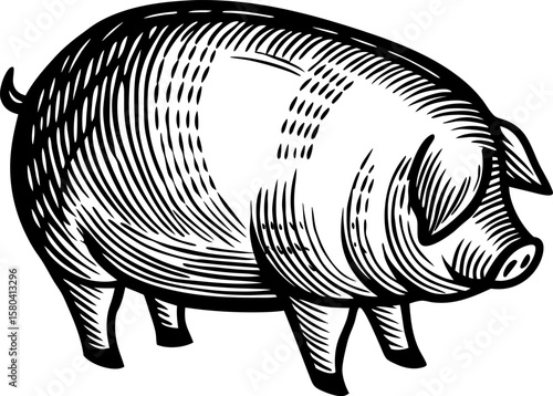 Vintage engraving illustration of pig farm animal line drawing, rustic black and white livestock sketch
