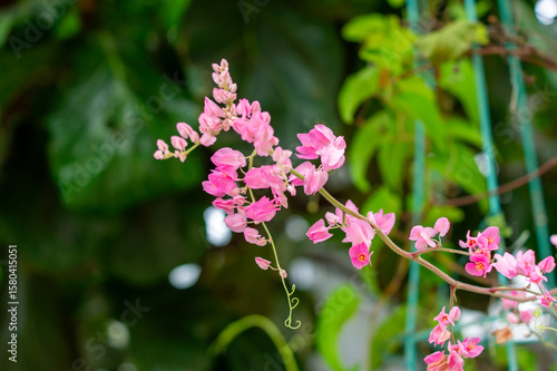アサヒカズラ（クイーンネックレス）の艶やかな葉と茎のアップ｜メキシコ原産・タデ科の観葉植物が魅せる南国の美 | Queen’s Necklace (Antigonon leptopus) Close-Up — Exotic Foliage of a Mexican Vine in the Buckwheat Family