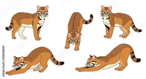 Asian golden cat in different poses illustrating animal behavior  