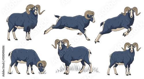 Blue Sheep (Bharal) in different poses showcasing natural behavior  