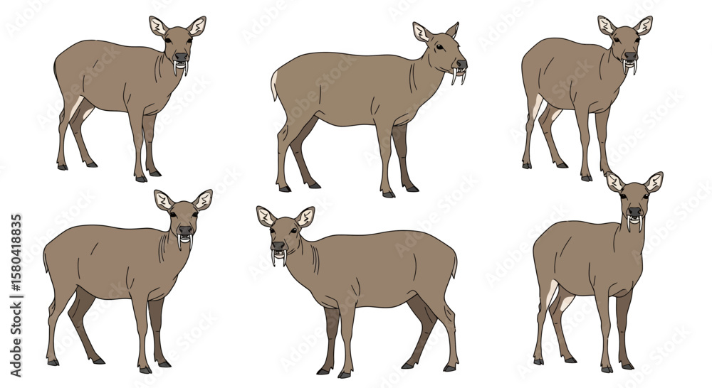 Fototapeta premium Six Chinese Water Deer in different poses on white background 