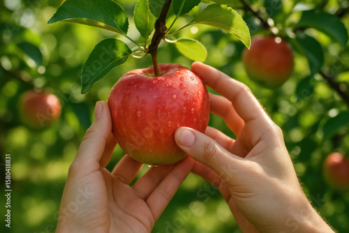 Farmer harvesting red apple in orchard: close-up of hands picking fruit