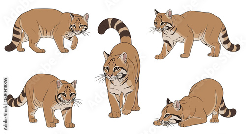 Chinese Mountain Cat in different poses displaying various stances  
