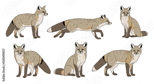 Corsac fox in various poses demonstrating playful behavior  