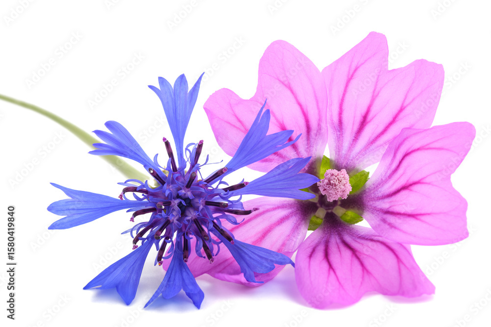 Obraz premium Mallow and cornflower
