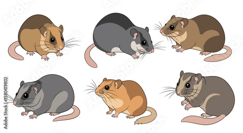 Japanese dormouse in various poses on white background, concept of animals in different poses  