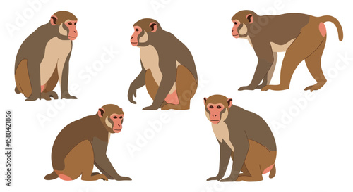 Rhesus Macaque in different poses showcasing playful expressions  