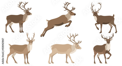 Reindeer in various poses depicting movement and stance  