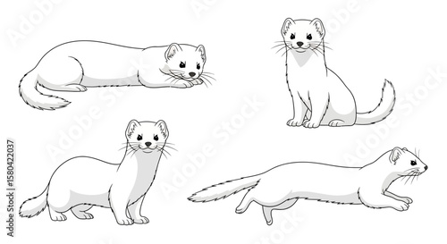 Siberian weasel in different poses, illustrating movement and behavior  