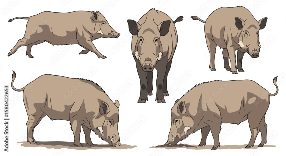 Fototapeta premium Sulawesi Warty Pig in different poses on white background